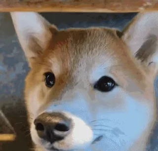 😋 emoji 私は柴犬カフェの犬です vol. 4 Telegram sticker 6 of 50
