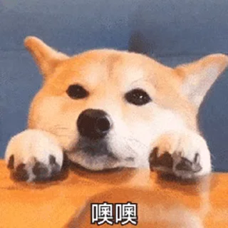 😶 emoji 私は柴犬カフェの犬です vol. 4 Telegram sticker 13 of 50