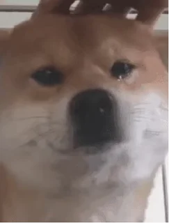 😢 emoji 私は柴犬カフェの犬です vol. 5 Telegram sticker 5 of 37