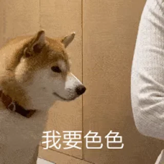 Sticker from 私は柴犬カフェの犬です vol. 5
