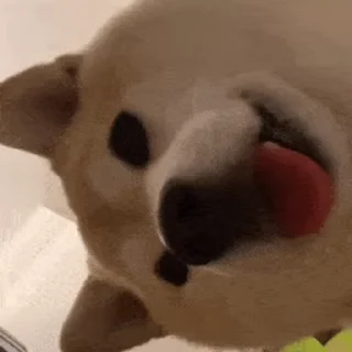 😛 emoji 私は柴犬カフェの犬です vol. 5 Telegram sticker 22 of 37
