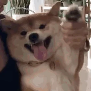 🥰 emoji 私は柴犬カフェの犬です vol. 5 Telegram sticker 19 of 37