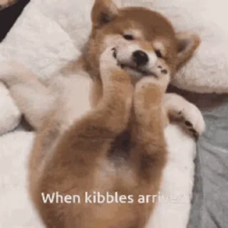 😊 emoji 私は柴犬カフェの犬です vol. 5 Telegram sticker 24 of 37