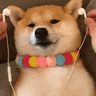 🎧 emoji 私は柴犬カフェの犬です vol. 5 Telegram sticker 21 of 37