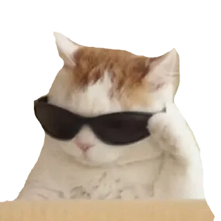 😎 emoji cats Telegram sticker 8 of 30