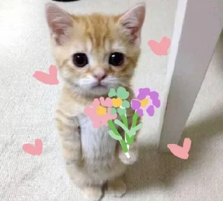 🐱 emoji iya ini stiker Telegram sticker 3 of 20