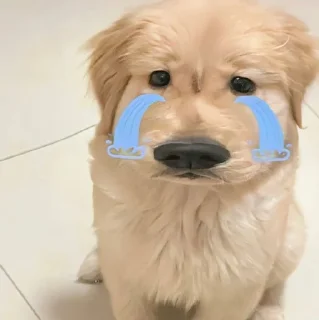 🐶 emoji marley cakep Telegram sticker 22 of 90