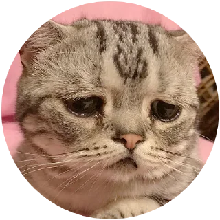 ☹️ emoji Kocheng Drama by @celup Telegram sticker 13 of 20