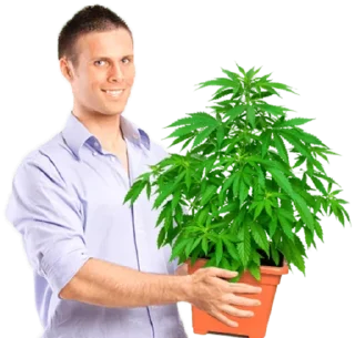 😋 emoji 大麻担保交易  @fyezi420 Telegram sticker 17 of 87