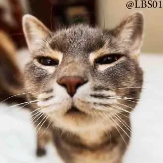 😒 emoji Favourite Cats Telegram sticker 4 of 14