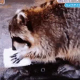 😭 emoji raccoon Telegram sticker 24 of 35
