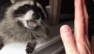 👐 emoji raccoon Telegram sticker 9 of 35