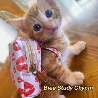 🥲 emoji Kitty cute Telegram sticker 17 of 72