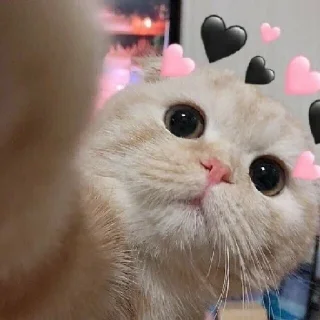 ❤️ emoji Kitty cute Telegram sticker 14 of 72
