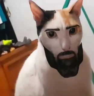 Sticker from Cats and dogs