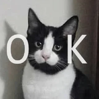 🐱 emoji 世界杯55%返佣⚽️ @zongjian Telegram sticker 24 of 40