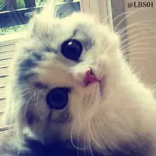 🙁 emoji Ritika 's fav😍 (@CalsiBot) Telegram sticker 7 of 120