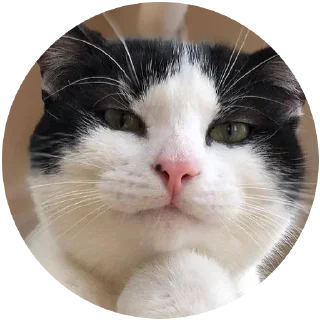 🤔 emoji Kocheng Drama by @celup Telegram sticker 9 of 20