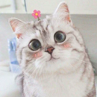 🙄 emoji Cute kitties 🌸🍃 @stickersbag Telegram sticker 5 of 61