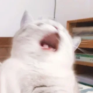 😠 emoji cats Telegram sticker 18 of 68