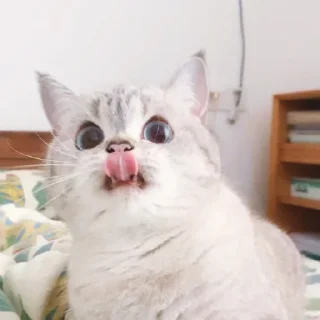 😛 emoji cats Telegram sticker 22 of 68