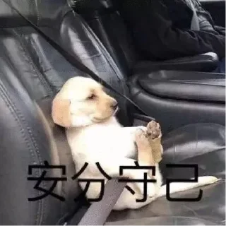🐶 emoji 卡子的快乐生活 @J9_NB Telegram sticker 9 of 116