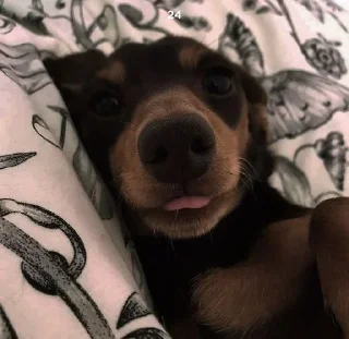 💋 emoji маруся Telegram sticker 20 of 55