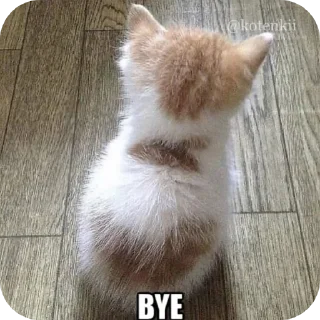🐱 emoji 𝖣𝗐┊𝗇σвιтα     @dark_world_002 Telegram sticker 7 of 80