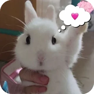 💗 emoji Bunny buns🐰 Telegram sticker 8 of 28
