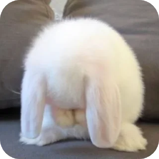 🤧 emoji Bunny buns🐰 Telegram sticker 22 of 28