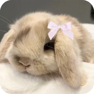 Sticker from Bunny buns🐰