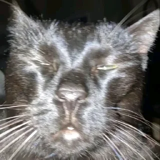 Sticker from Super Cat