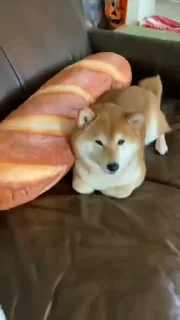🥰 emoji 狗推素材大全点击进入👉 @sucaiyo Telegram sticker 18 of 50
