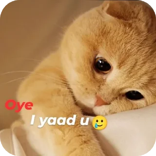 🐱 emoji @dil_ke_alfazzz Telegram sticker 23 of 120