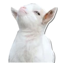 Sticker from Sassy Goat