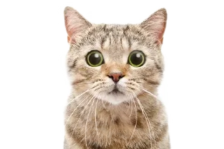 🐱 emoji 可愛い動物たちのステッカー @Gatsby_News @chonglang8 Telegram sticker 8 of 45