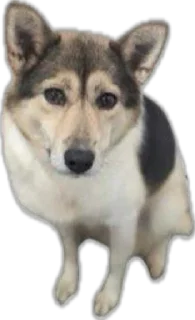 🫥 emoji 可愛い動物たちのステッカー @Gatsby_News @chonglang8 Telegram sticker 15 of 45