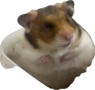 🫥 emoji 可愛い動物たちのステッカー @Gatsby_News @chonglang8 Telegram sticker 18 of 45