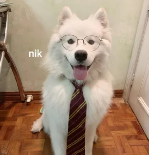 🤩 emoji nik Telegram sticker 24 of 53