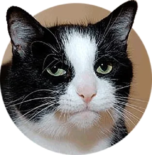 😐 emoji ASP Pack Telegram sticker 13 of 120