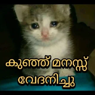 🥺 emoji Kitty cute Telegram sticker 5 of 72