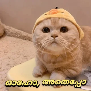 🙄 emoji Kitty cute Telegram sticker 11 of 72