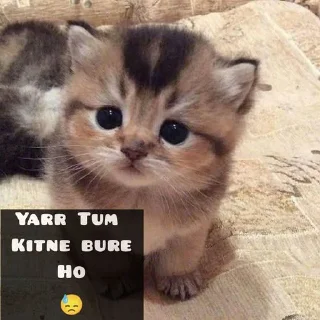 ⭐️ emoji 𝐌𝐫. 𝐂𝐚𝐭 🐱 • @Im_MrCatmew Telegram sticker 10 of 33