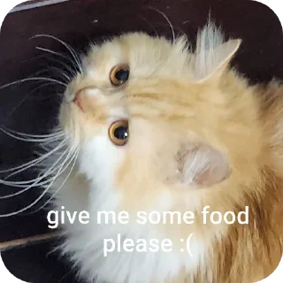 🐱 emoji waim waim Telegram sticker 10 of 28
