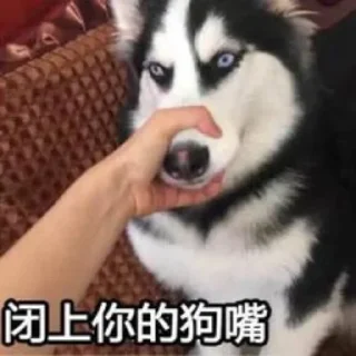 🐶 emoji 你啊你 更多表情👉 @emo315 Telegram sticker 2 of 40