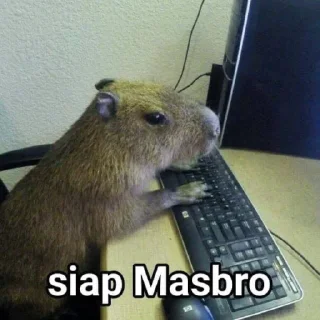 🫡 emoji masbro Telegram sticker 12 of 21