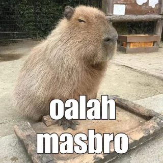 😂 emoji Aduh masbro 2 @cherwi Telegram sticker 12 of 31