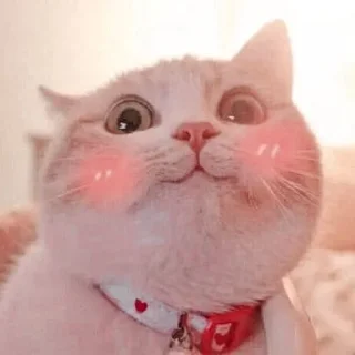 🐱 emoji ⋆ 𝓜eong @namaplanet Telegram sticker 23 of 44