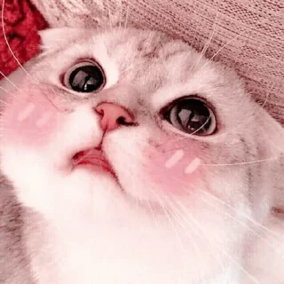 🐱 emoji ⋆ 𝓜eong @namaplanet Telegram sticker 11 of 44