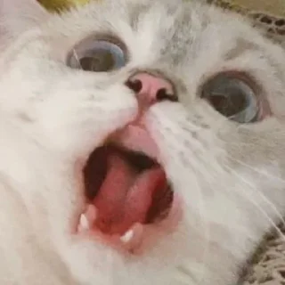 😩 emoji cats Telegram sticker 13 of 68